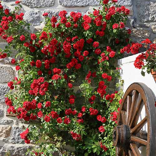 Rózsa futó Paul's Scarlet, root ball kép 1 termék 2176