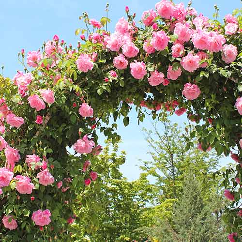 Rózsa futó Pink, root ball kép 1 termék 2180