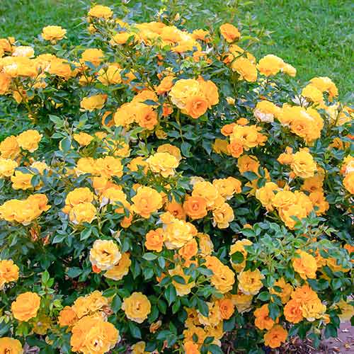 Rózsák Lucciola® kép 1 termék 5554