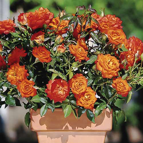 Rózsák mini Orange Jewel kép 1 termék 6261