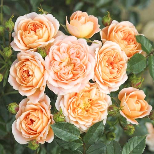 Rózsák mini Sweet Dream termék fotó 1 Rózsák mini Sweet Dream kép 1 termék 6262