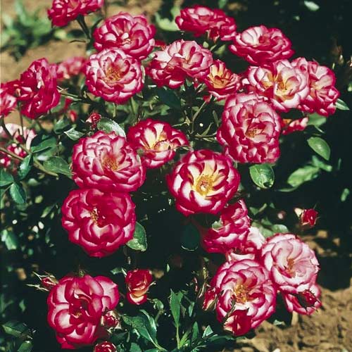 Rózsák mini Sweet Symphony kép 1 termék 6263