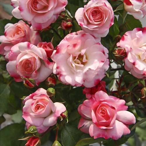 Rózsák mini Triple Treat kép 1 termék 6265