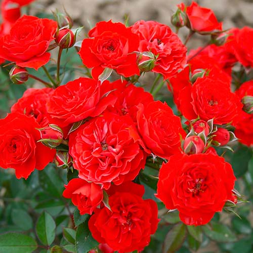 Rózsák Red Romance termék fotó 1 Rózsák Red Romance kép 1 termék 5827
