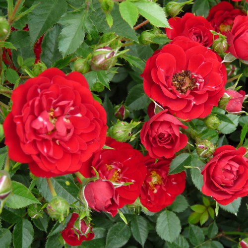 Rózsák Red The Fairy kép 1 termék 5009