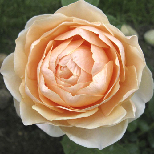 Rózsa teahibrid Anna Fendi®, C5 kép 1 termék 5548