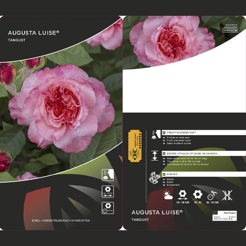 Rózsa teahibrid Augusta Luise®, C3 termék fotó 2 Rózsa teahibrid Augusta Luise®, C3 kép 2 termék 4561
