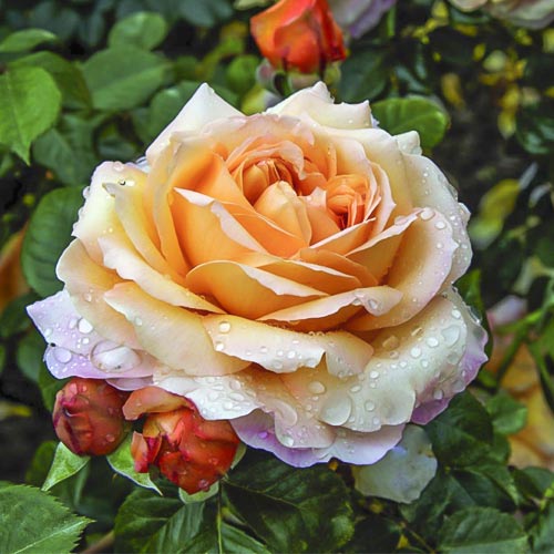 Rózsa teahibrid Capri®, C5 kép 1 termék 5556