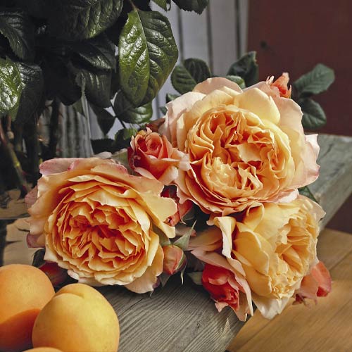 Rózsa teahibrid Capri®, C5 kép 2 termék 5556