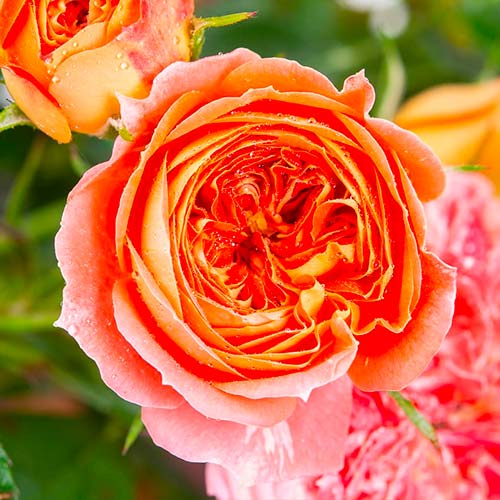 Rózsák teahibrid Carmen kép 1 termék 5520