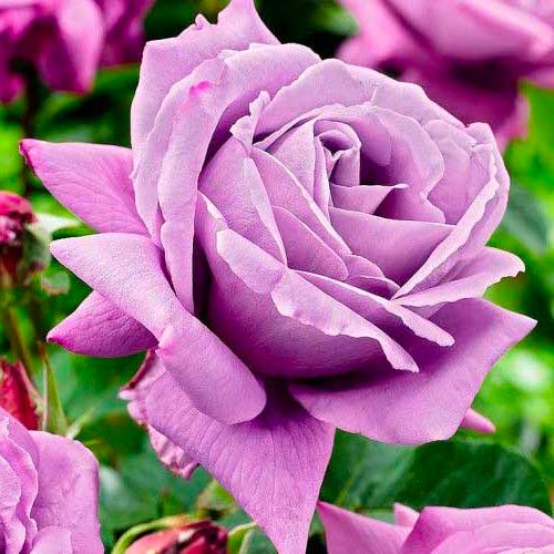 Rózsák teahibrid Charley kép 1 termék 3657