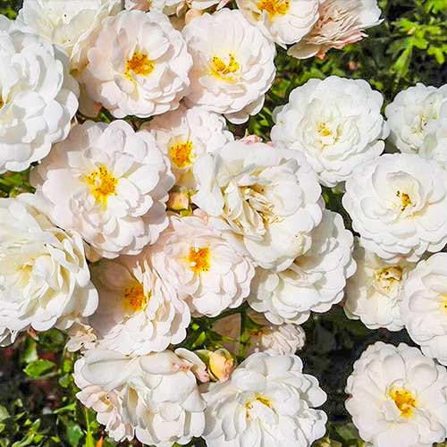 Rózsák teahibrid Cometa kép 1 termék 5701