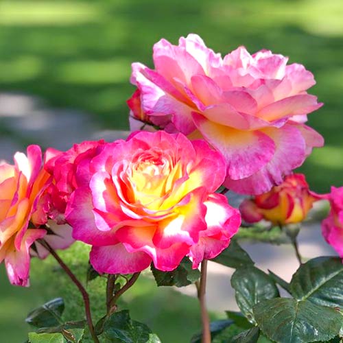 Rózsák teahibrid Gorgeous termék fotó 1 Rózsák teahibrid Gorgeous kép 1 termék 5696