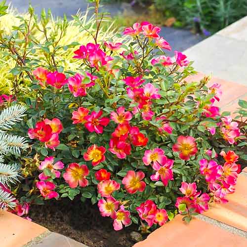 Rózsák teahibrid Happy Chappy ®, C5 kép 1 termék 5543