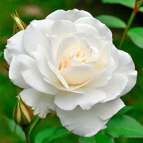 Rózsák teahibrid Helga kép 1 termék 5014