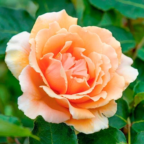 Rózsák teahibrid Just Joey kép 1 termék 5531