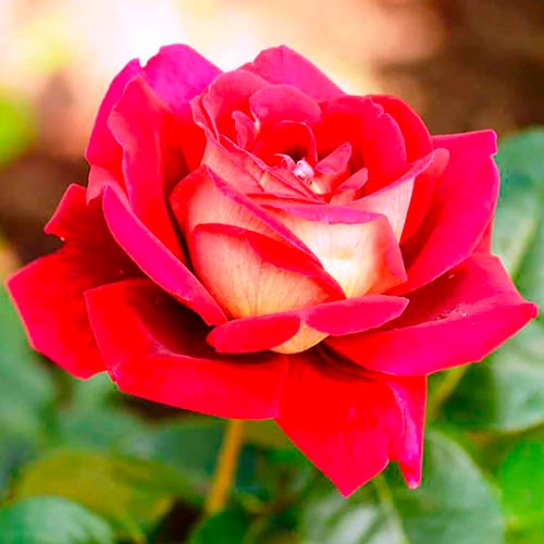 Rózsák (Rosa) teahibrid Kronenburg kép 1 termék 2283