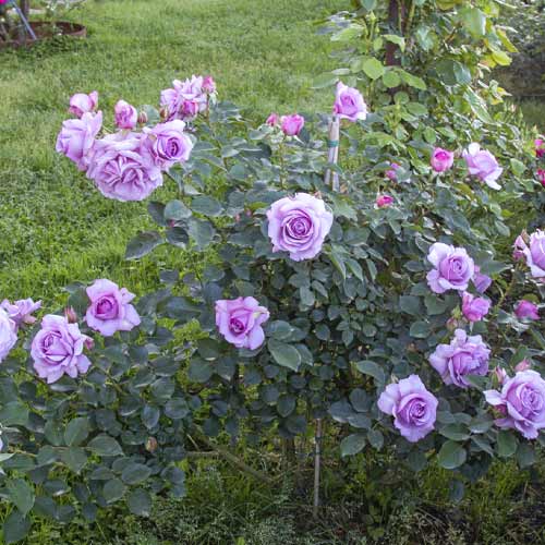 Rózsa floribunda Love Song®, C5 kép 3 termék 5545