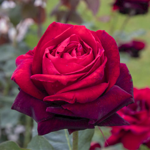 Rózsa teahibrid Magia Nera®, C5 kép 1 termék 5533