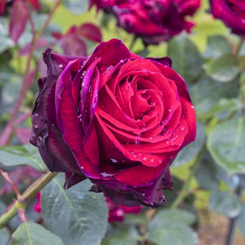 Rózsa teahibrid Magia Nera®, C5 kép 2 termék 5533