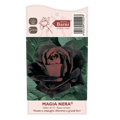 Rózsa teahibrid Magia Nera®, C5 kép 4 termék 5533
