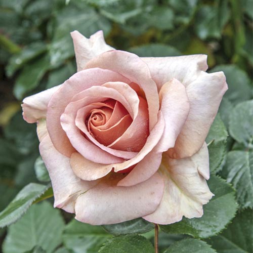 Rózsa teahibrid Mokarosa®, C5 kép 1 termék 5535