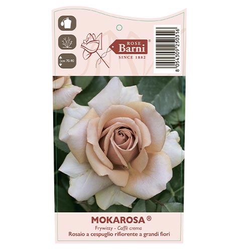Rózsa teahibrid Mokarosa®, C5 kép 3 termék 5535