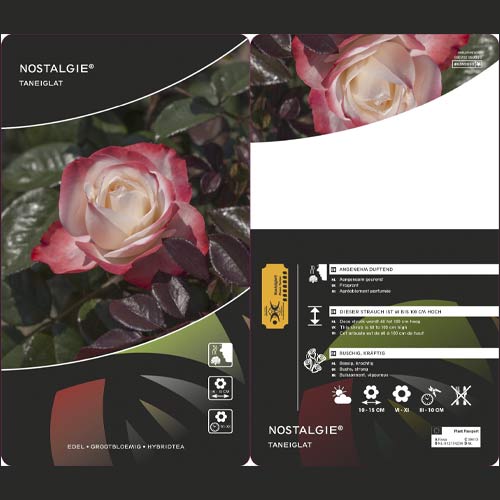 Rózsa teahibrid Nostalgie®, C3 kép 2 termék 4563