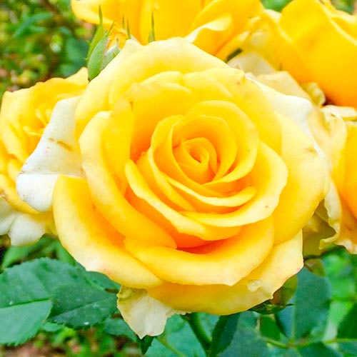 Rózsák teahibrid Old Gold termék fotó 1 Rózsák teahibrid Old Gold kép 1 termék 3666