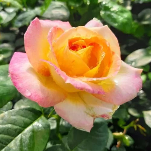 Rózsa teahibrid Peace kép 1 termék 2293