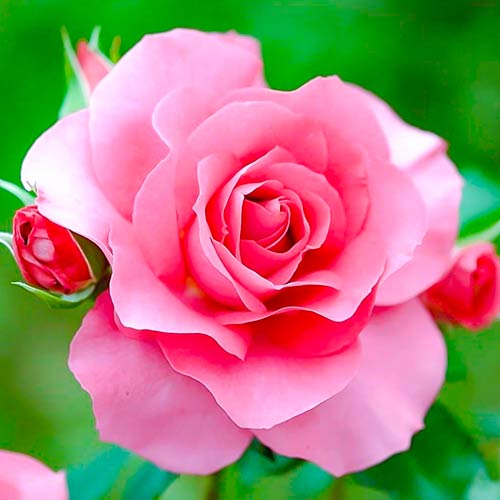 Rózsák teahibrid Queen of England kép 1 termék 4987