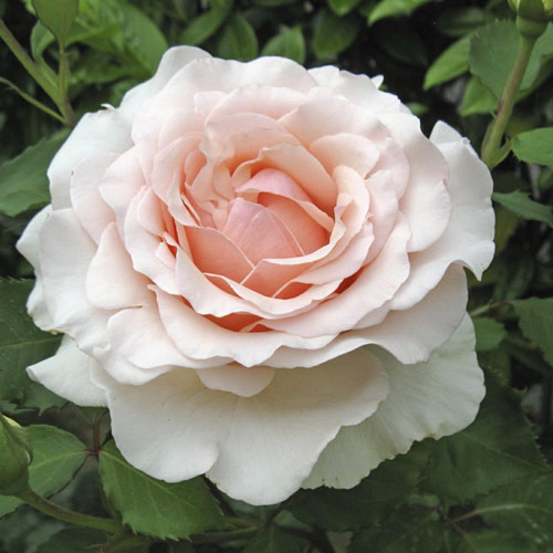 Rózsa teahibrid Roberto Cappucci®, C5 kép 1 termék 5551