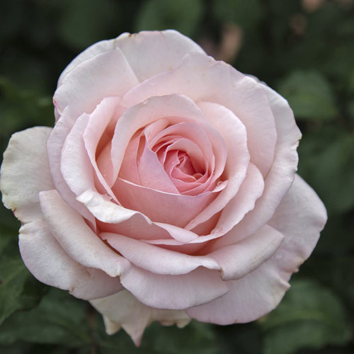 Rózsa teahibrid Roberto Cappucci®, C5 kép 2 termék 5551