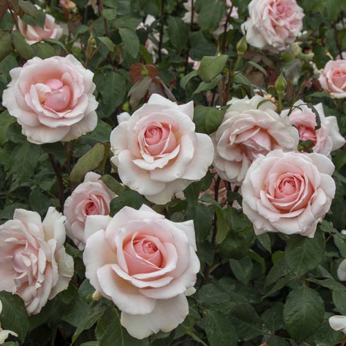 Rózsa teahibrid Roberto Cappucci®, C5 kép 3 termék 5551