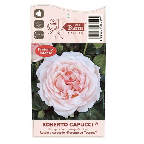 Rózsa teahibrid Roberto Cappucci®, C5 kép 5 termék 5551