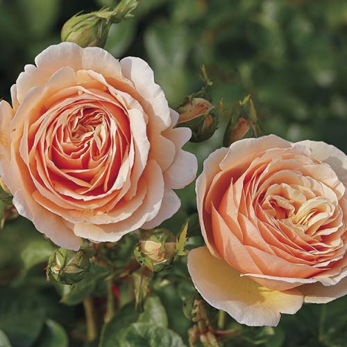 Rózsa teahibrid Tropicana®, C5 termék fotó 1 Rózsa teahibrid Tropicana®, C5 kép 1 termék 5558