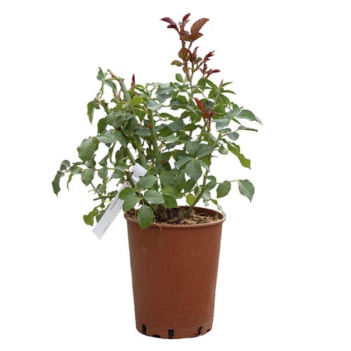 Rózsa teahibrid Tropicana®, C5 termék fotó 2 Rózsa teahibrid Tropicana®, C5 kép 2 termék 5558