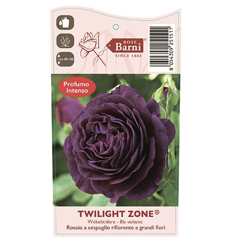 Rózsa teahibrid Twilight Zone®, C5 kép 3 termék 5537