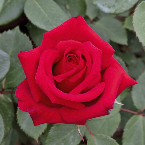 Rózsa teahibrid Valentino®, C5 kép 1 termék 5539