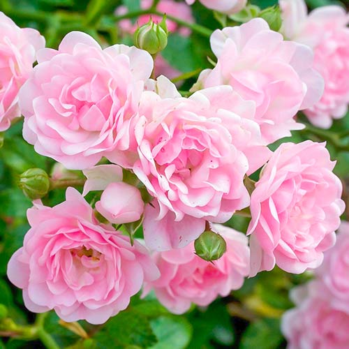 Rózsák The Fairy kép 1 termék 5010