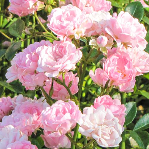 Rózsák Virgo Fairy kép 1 termék 5011