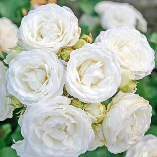 Rózsák White Babyflor® termék fotó 1 Rózsák White Babyflor® kép 1 termék 5555