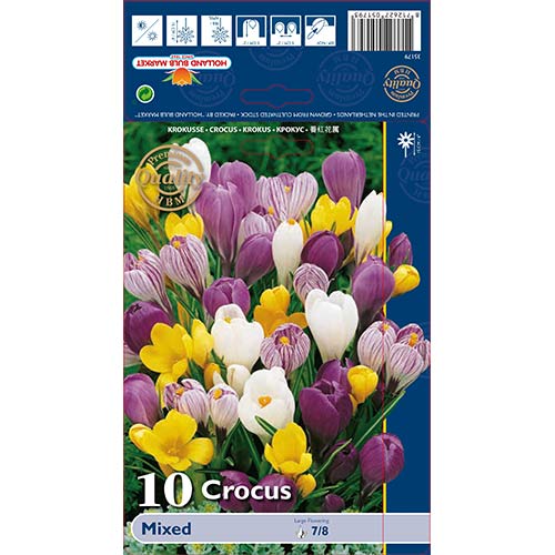 Sáfrány gigant, mix kép 1 termék 68015