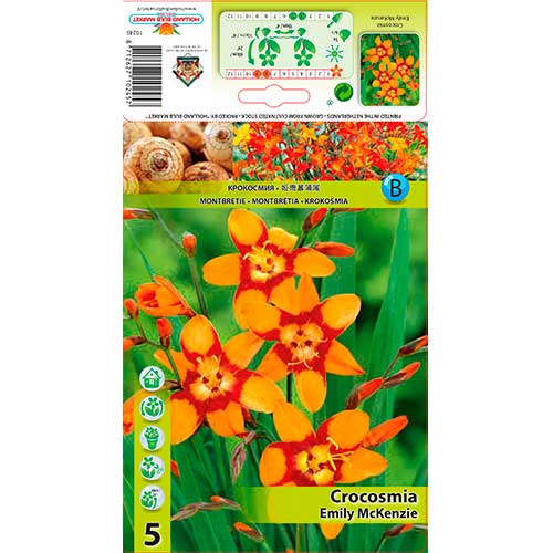 Sáfrányfű (Crocosmia) Emily McKenzie kép 1 termék 76203