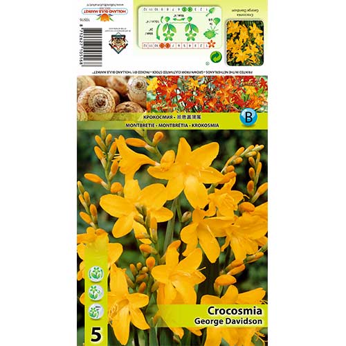 Sáfrányfű (Crocosmia) George Davidson kép 1 termék 70369