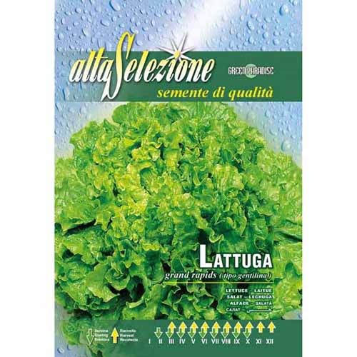 Saláta Gentilina kép 1 termék 87171