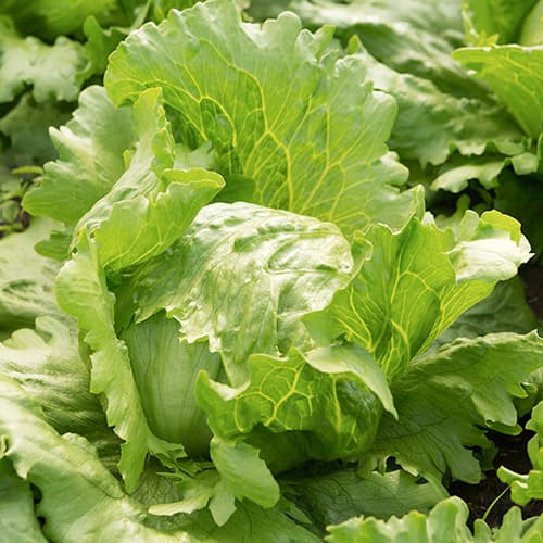 Saláta iceberg Brasiliana Kiepenkerl kép 1 termék 50009