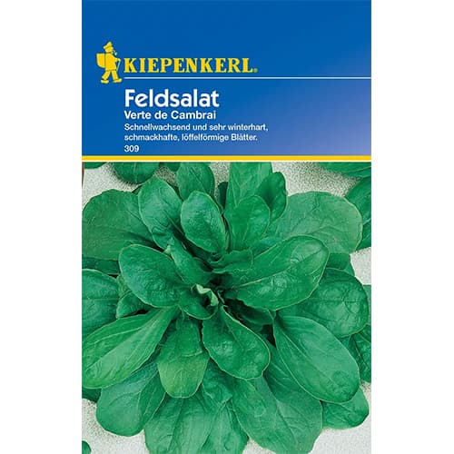 Saláta Verte de Cambrai kép 1 termék 77493