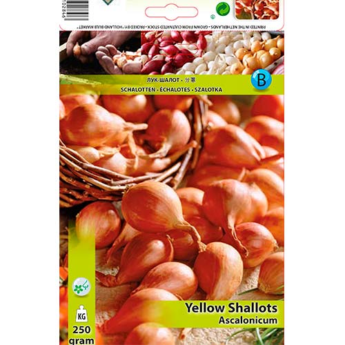 Sárga mogyoróhagyma kép 1 termék 70498