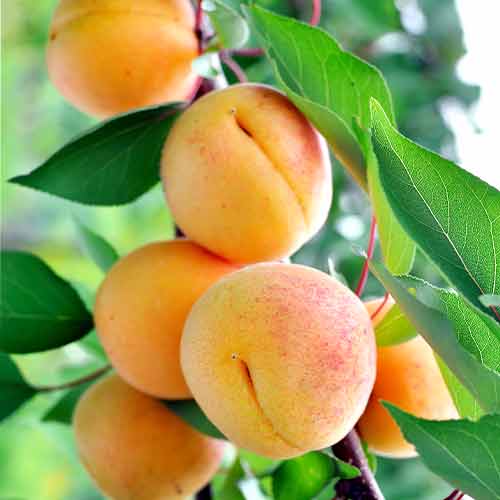 Sárgabarack oszlopos Anubis kép 1 termék 2007